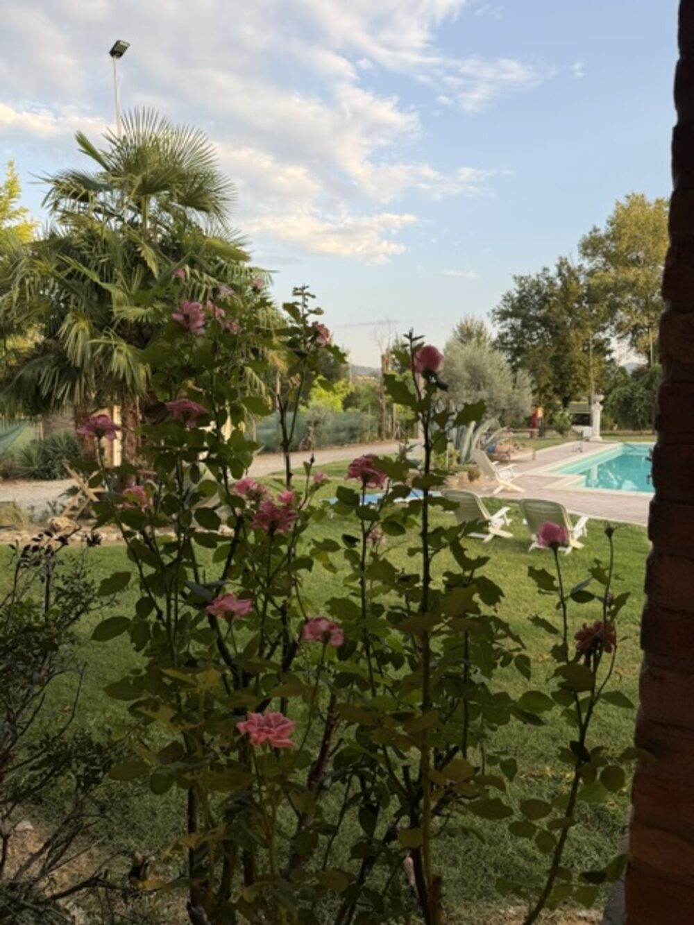 Rose in fiore nel giardino di Villa Bellaria, con la piscina sullo sfondo